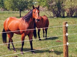 gallagher electric fences for horses